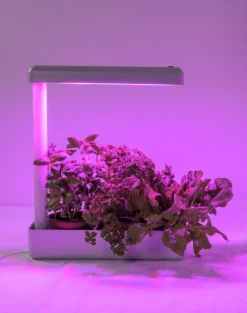 Växtbelysning Herby